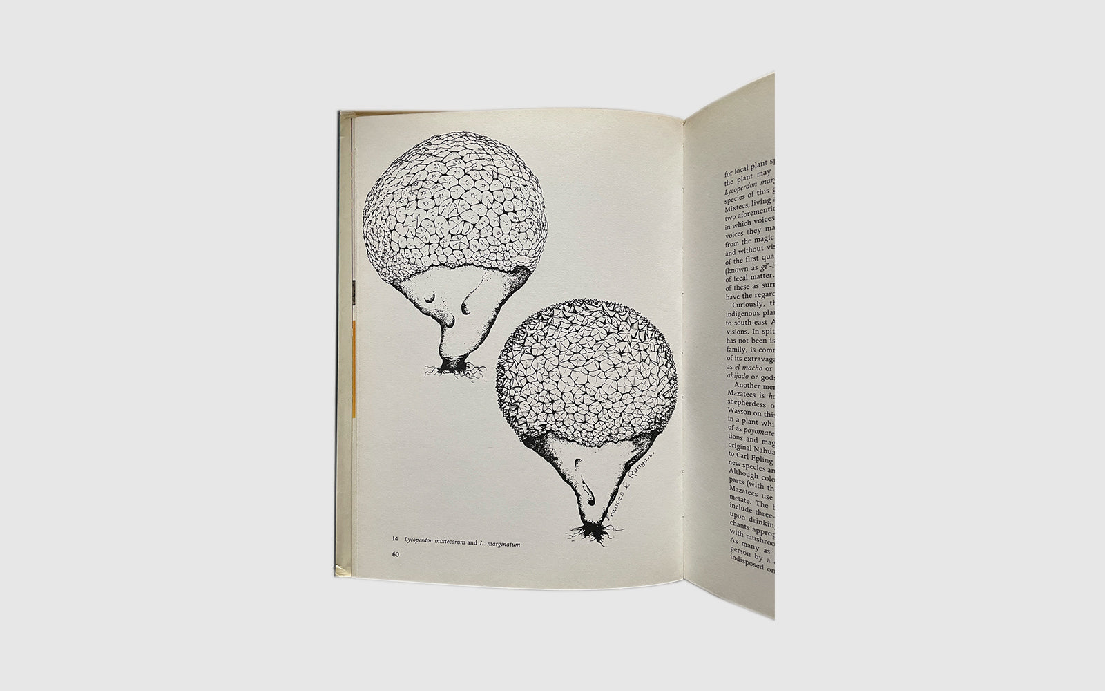 FAW, product: Narcotic Plants (Fig. 9)