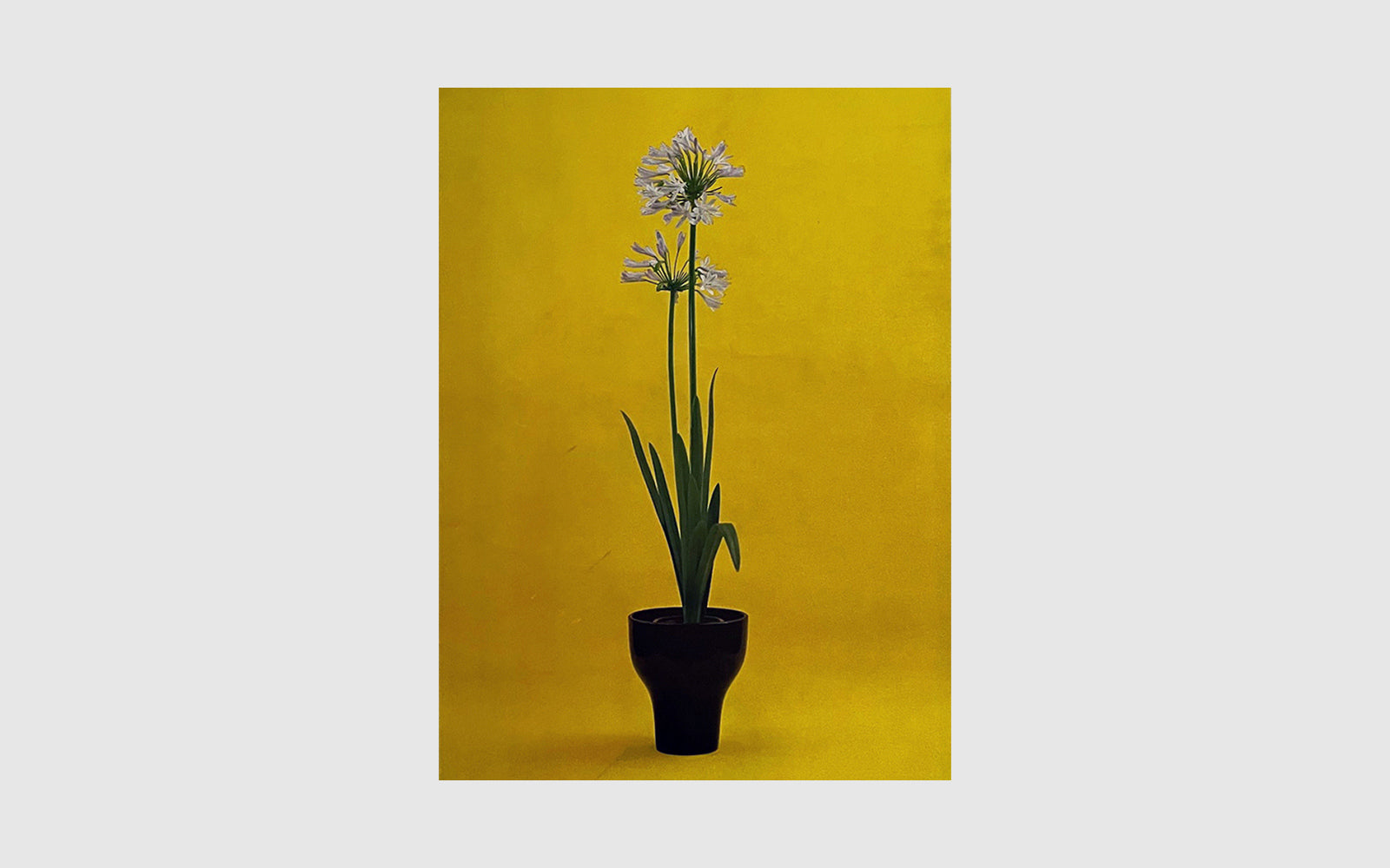 The Art of Arranging Flowers