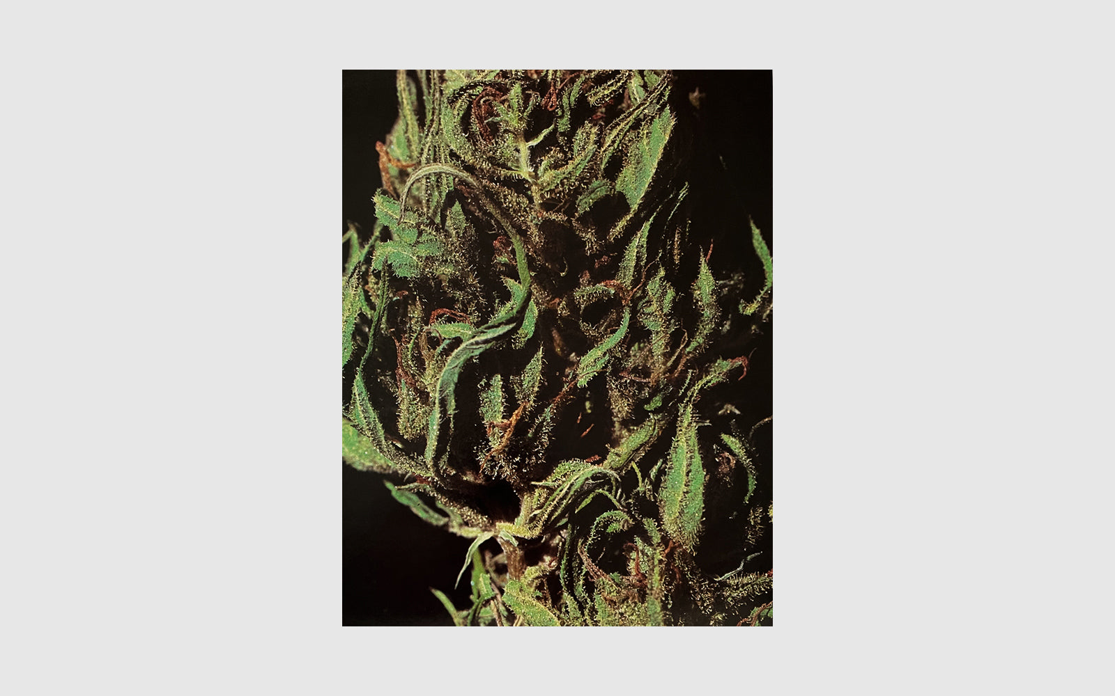 1981 CANNABIS Calendar