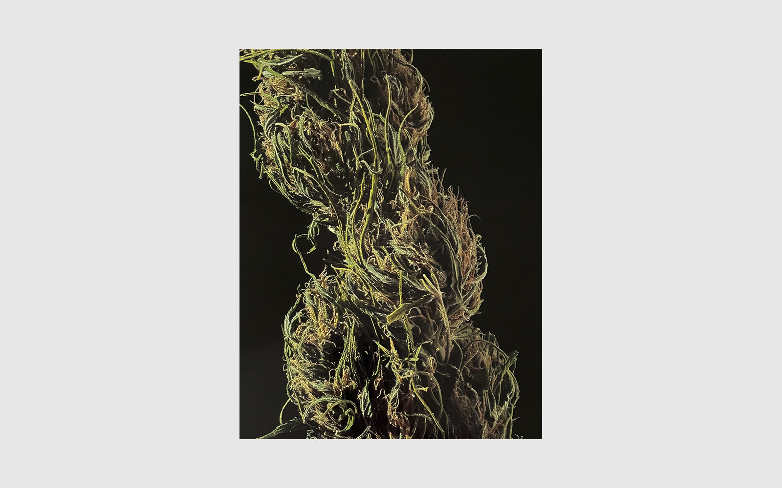 1981 CANNABIS Calendar