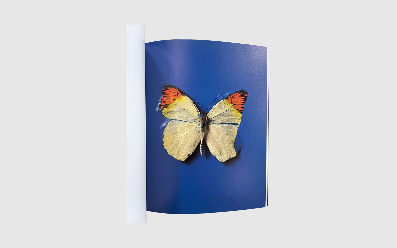 Damien Hirst