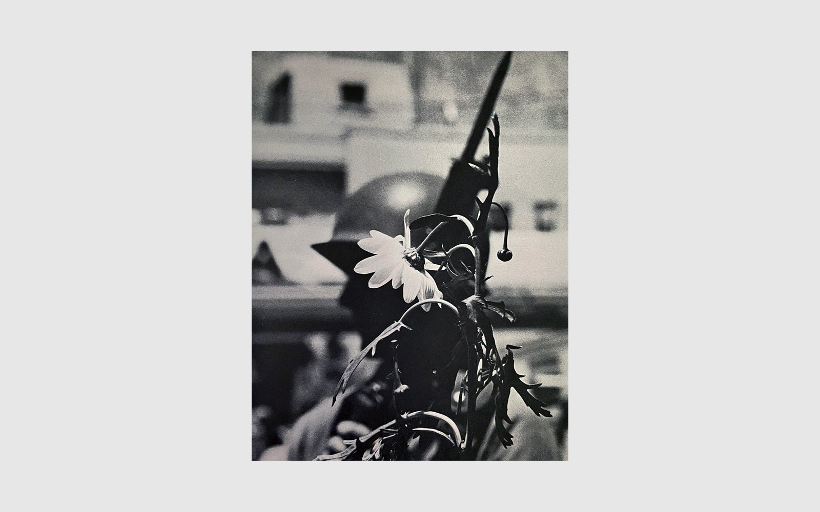 FAW, product: People's Park (Fig. 6)