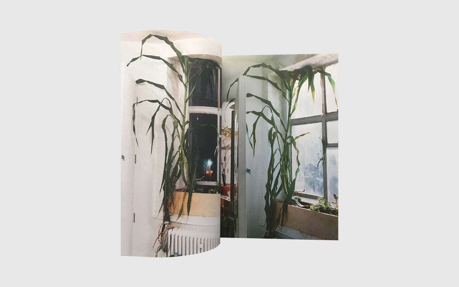 WOLFGANG TILLMANS