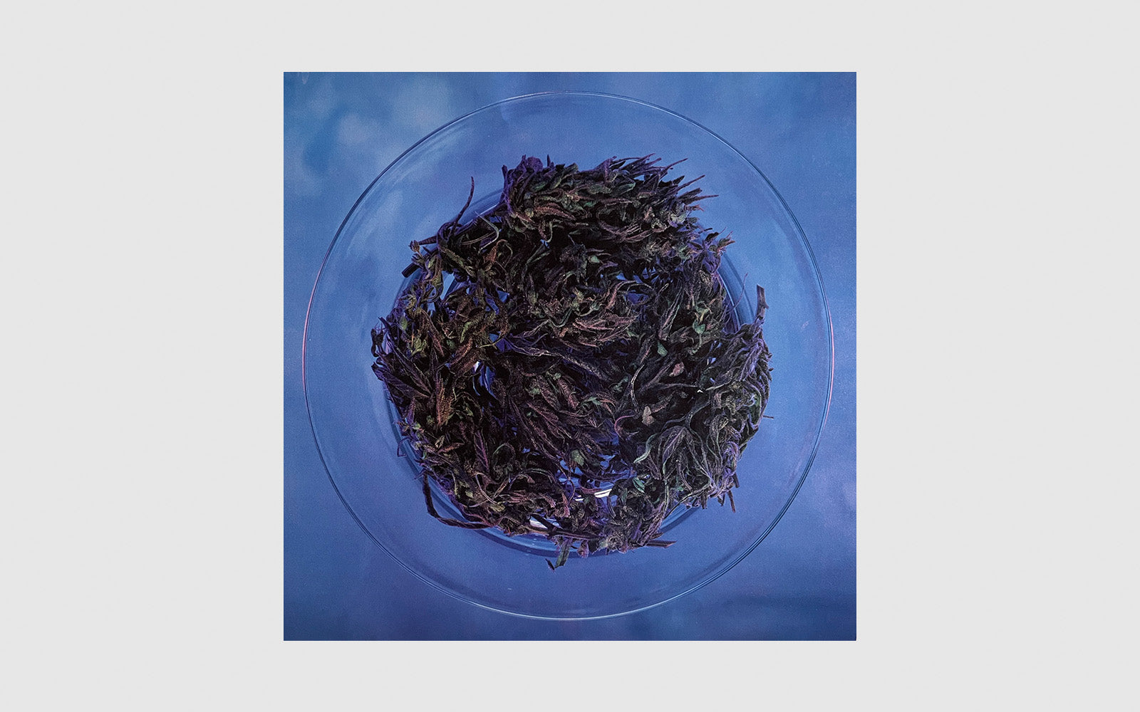 FAW, product: 1981 HIGH TIMES Calendar (Fig. 4)