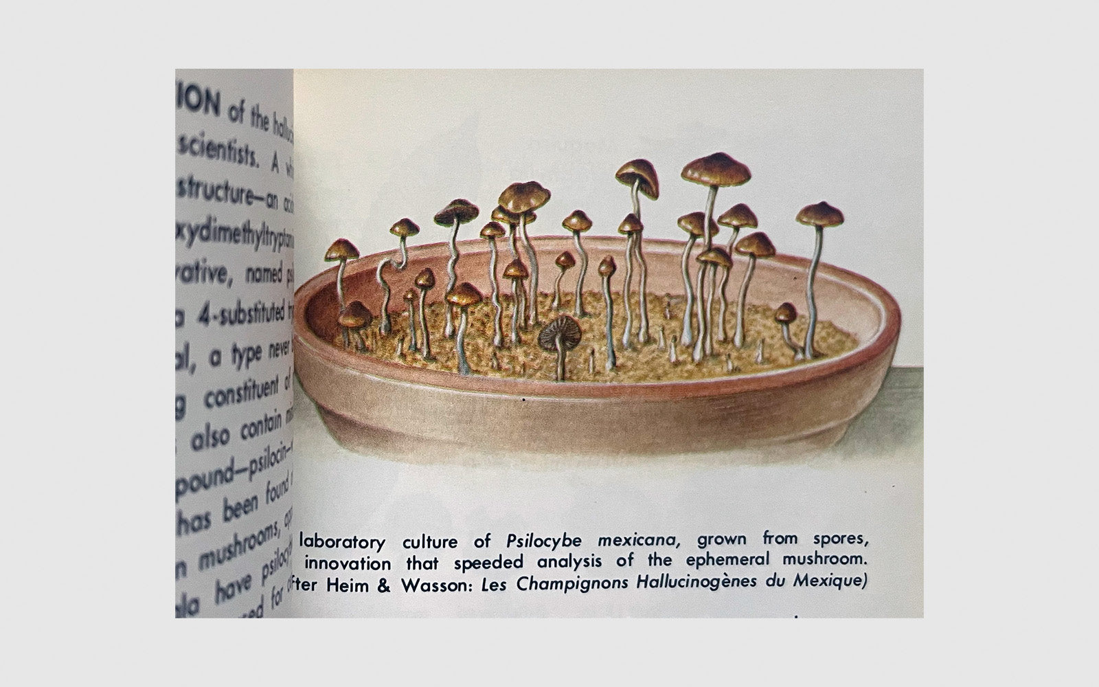 FAW, product: Hallucinogenic Plants (Fig. 5)