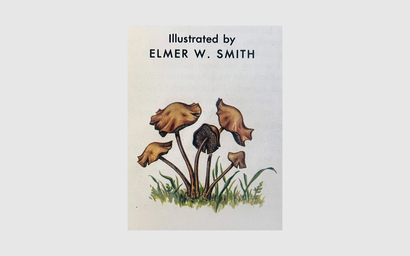 FAW, product: Hallucinogenic Plants (Fig. 2)