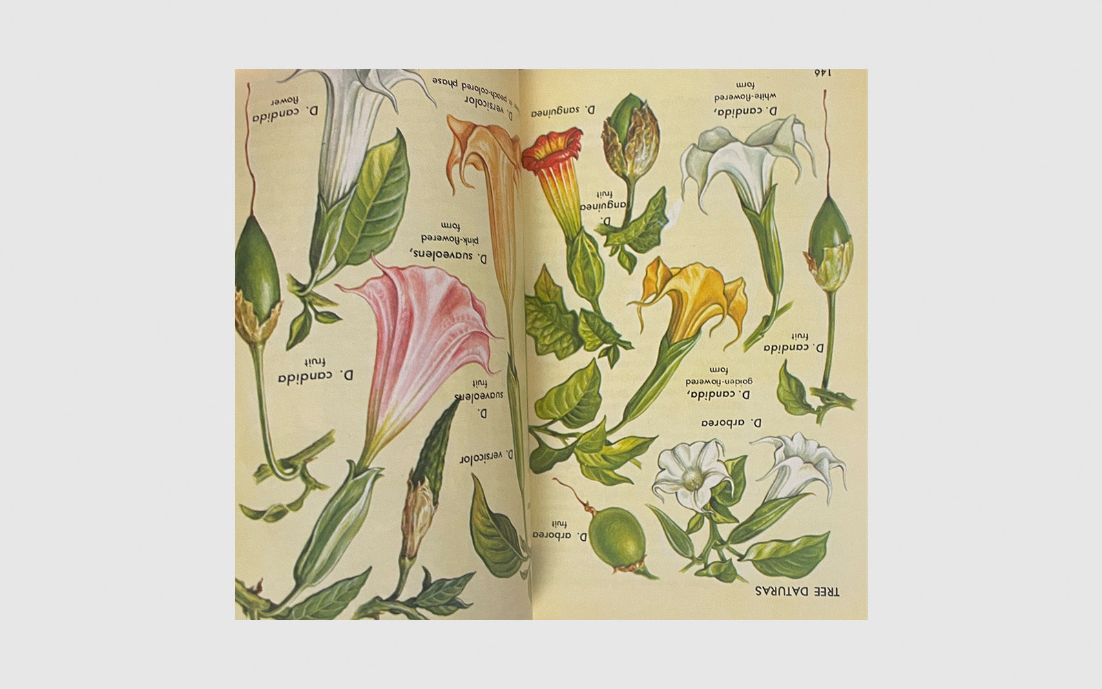 FAW, product: Hallucinogenic Plants (Fig. 3)