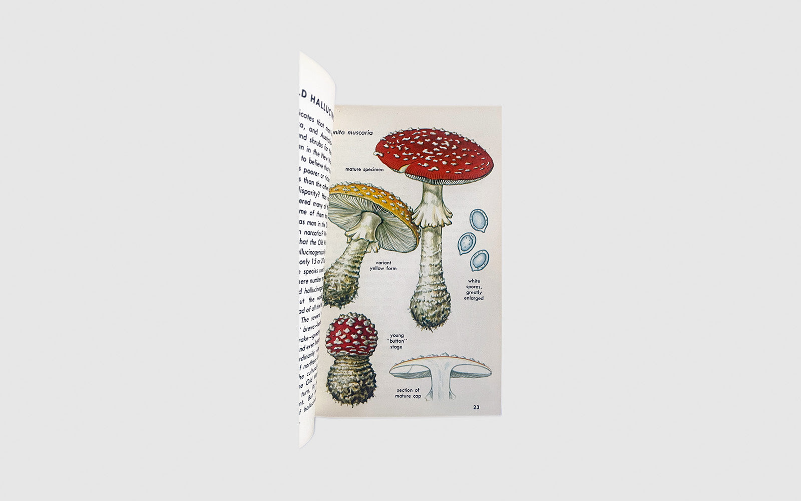 FAW, product: Hallucinogenic Plants (Fig. 7)