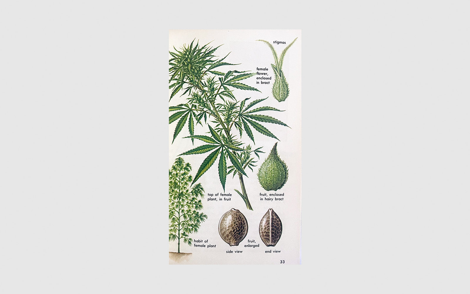 FAW, product: Hallucinogenic Plants (Fig. 8)