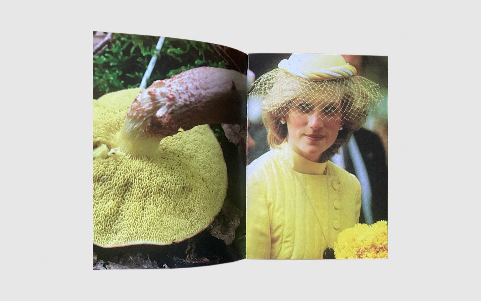FAW, product: Princess Diana as mushrooms Vol. II (Fig. 6)