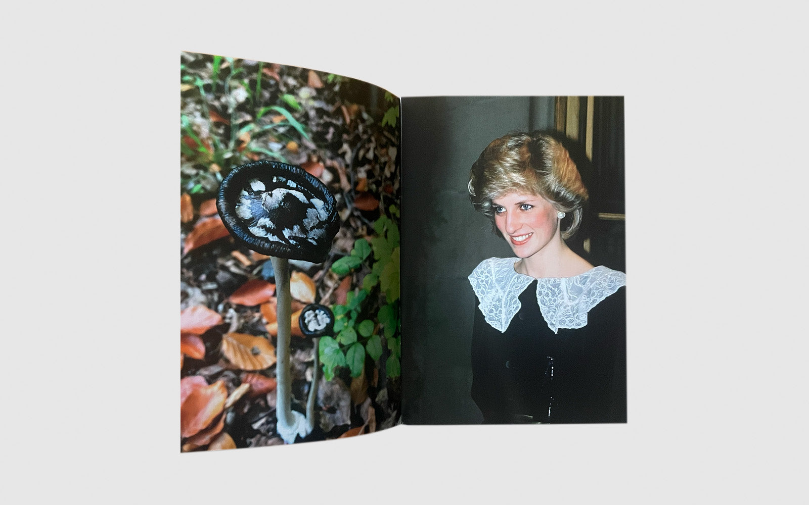 FAW, product: Princess Diana as mushrooms Vol. II (Fig. 5)
