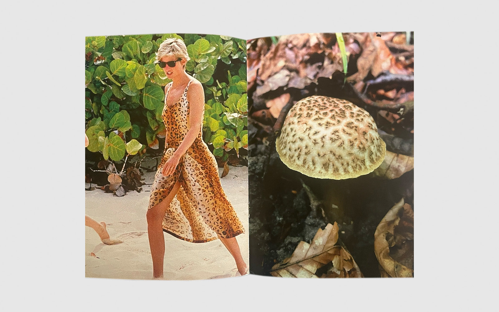 FAW, product: Princess Diana as mushrooms Vol. II (Fig. 3)