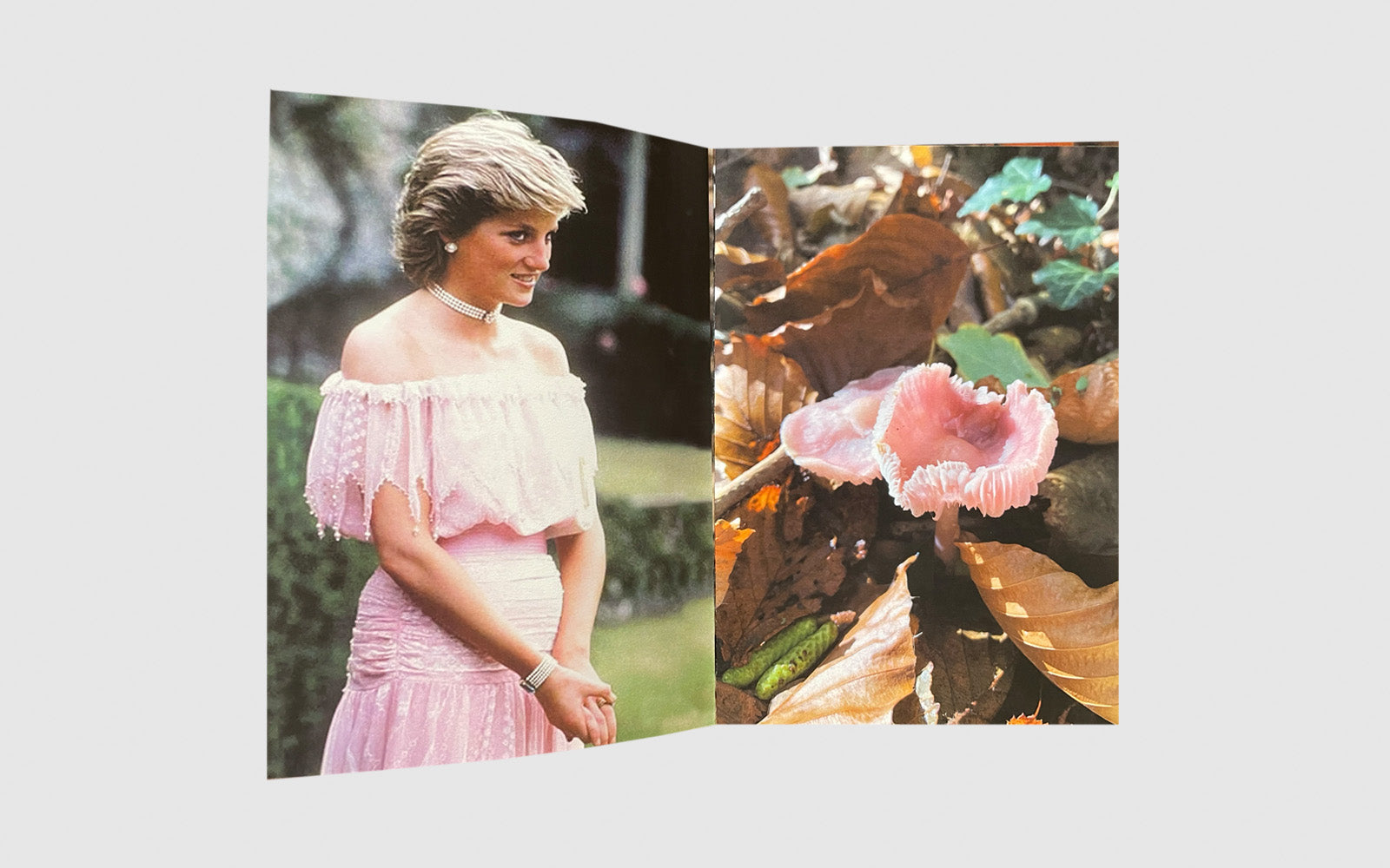 FAW, product: Princess Diana as mushrooms Vol. I (Fig. 4)