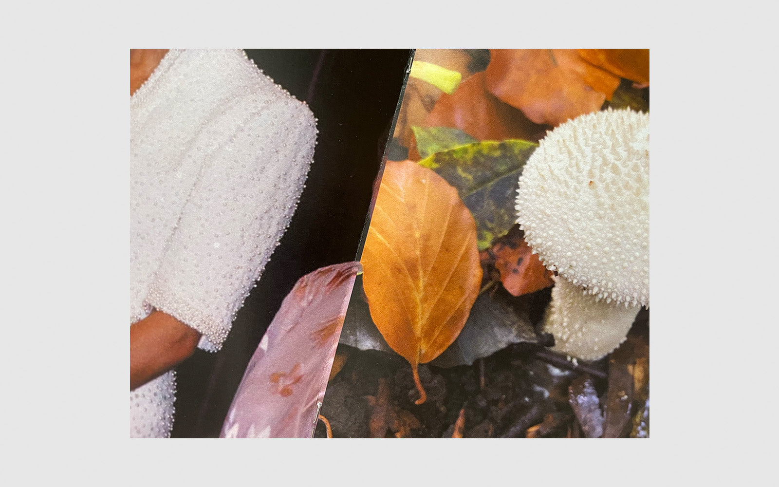 FAW, product: Princess Diana as mushrooms Vol. I (Fig. 3)